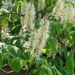 Aesculus parviflora Квітка