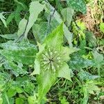 Monarda clinopodia Fiore