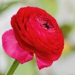 Ranunculus asiaticus Fiore