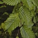 Carpinus orientalis Blad