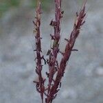 Bothriochloa ischaemum Плід