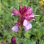 Anacamptis papilionacea Цвят