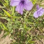 Ruellia simplex Fuelha