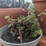 Crassula expansa Leaf