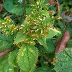 Solidago flexicaulis ഇല