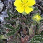 Potentilla frigida Annet