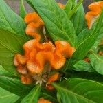 Celosia argentea Flower