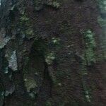 Vantanea guianensis Кора