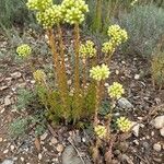 Petrosedum sediforme Kwiat