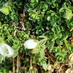 Arenaria ciliata Folla