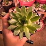 Echeveria agavoides葉