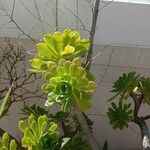 Aeonium castello-paivae Blad