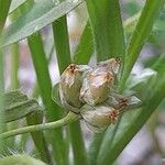 Plantago ovata Frucht