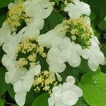 Viburnum plicatumFlor