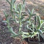 Cheiridopsis denticulata Hoja