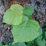 Tilia dasystyla List