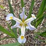 Iris virginica Blomma