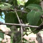 Canthium armatum पत्ता