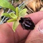 Ophrys sphegodes Květ