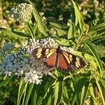 Austroeupatorium inulifolium Flower