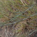 Galatella sedifolia Leaf