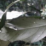 Cyrtogonone argentea Blatt