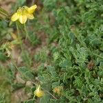 Coronilla minima برگ