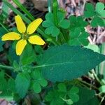 Chrysogonum virginianum Leaf