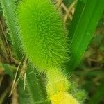 Cucumis dipsaceus Fruit