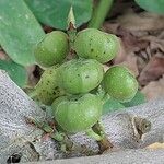 Ficus lingua Fruit