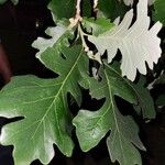 Quercus macrocarpa Hoja