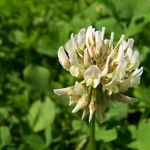 Trifolium repens Õis