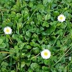 Bellis perennis 叶