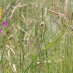 Lathyrus hirsutus Habitat