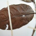 Hirtella macrosepala മറ്റ്