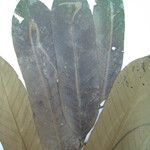 Guarea trunciflora
