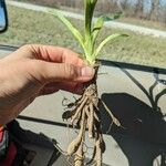 Hemerocallis fulvaLapas