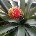Guzmania conifera Floare