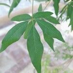 Vitex negundo Levél