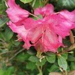 Rhododendron williamsianum Flower