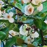 Eucryphia cordifolia Fiore