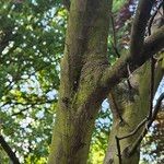Acacia baileyana Azala