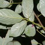 Lonchocarpus minimiflorus Кветка