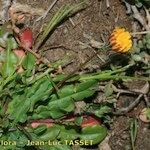 Crepis bellidifolia Flower