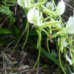 Angraecum eburneum Flor