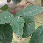 Syzygium paniculatum Leaf