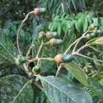 Ocotea insularis Fruto