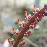 Bulbophyllum falcatum Kvet