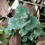 Mentha × rotundifolia पत्ता