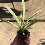 Chlorophytum capense 葉